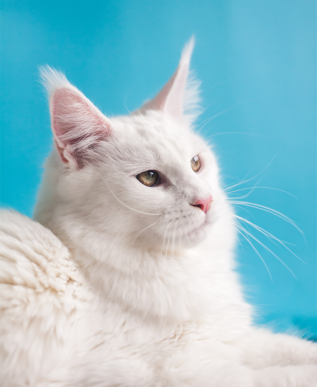 cat
